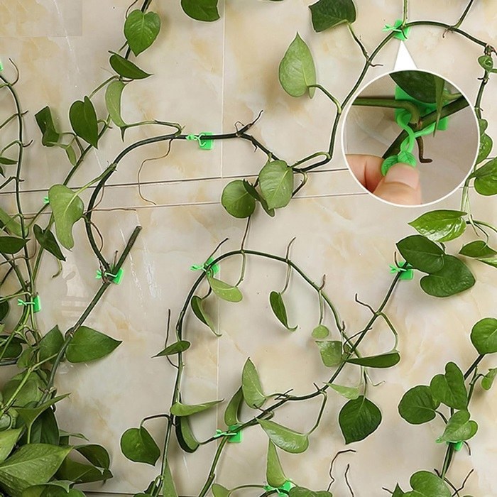 نگهدارنده گیاه پتوس 10عددی