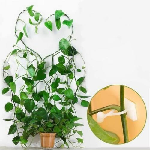 نگهدارنده گیاه پتوس 10عددی