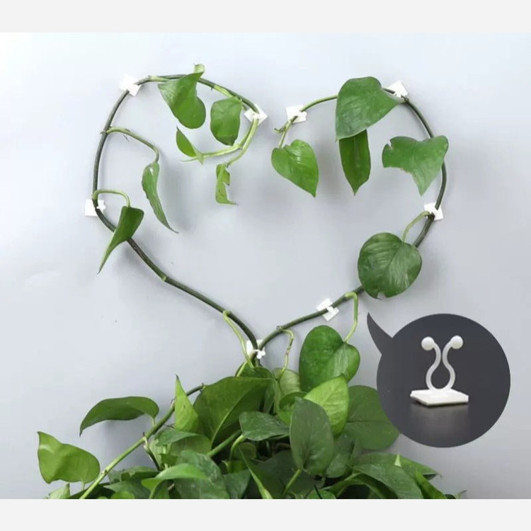 نگهدارنده گیاه پتوس 10عددی