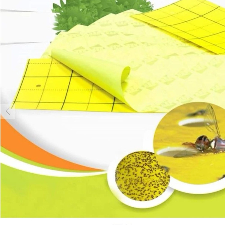 چسب مگس کش تارومار 5تایی ازحشرات ریز راحت شوید