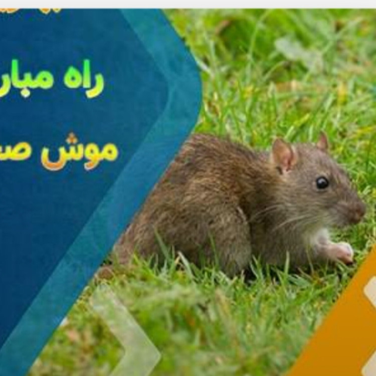 دستگاه دفع کننده حیوانات موش عقرب مارمولک اصلی با گارانتی یکساله کد1